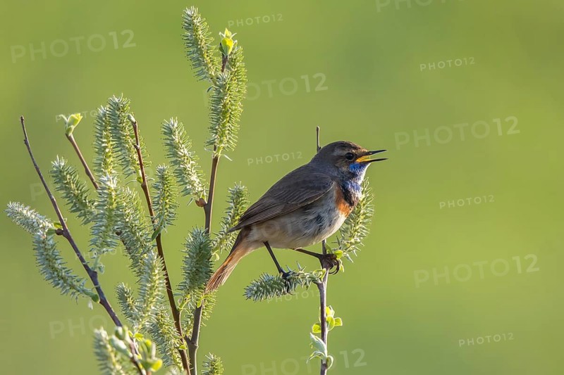Bluethroat (Luscinia svecica cyanecula) male singing, Netherlands