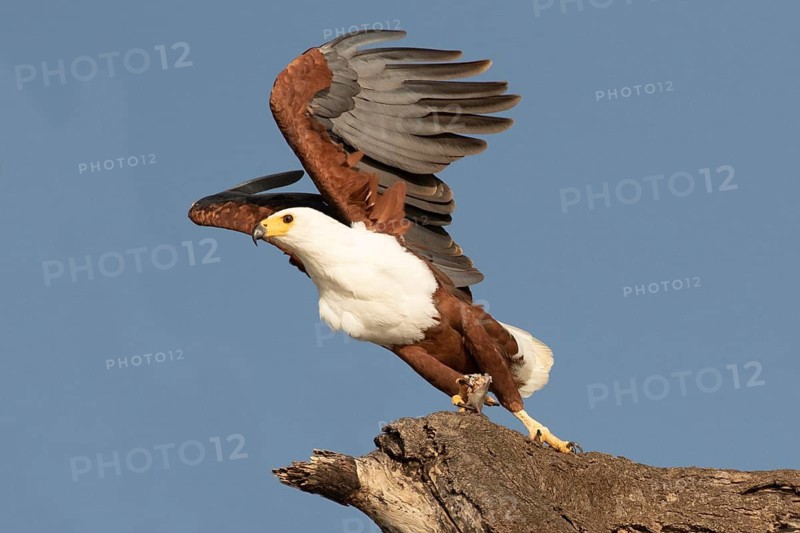 African Fish Eagle (Haliaeetus vocifer) taking flight, Lake Baringo, Kenya