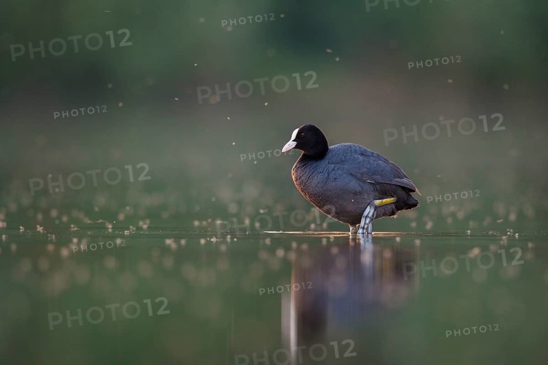 Eurasian Coot (Fulica atra), North Rhine-Westphalia, Germany