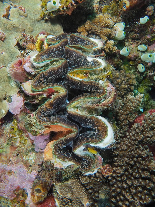Fluted giant clam (Tridacna squamosa)
