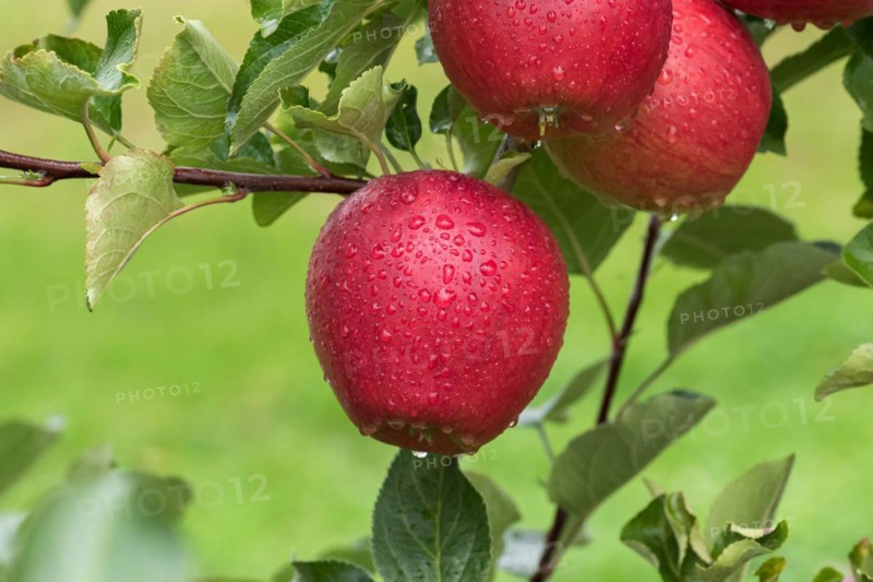 Apple (Malus domestica 'Orangenburg'), Cambridge Botanical Garden, Germany