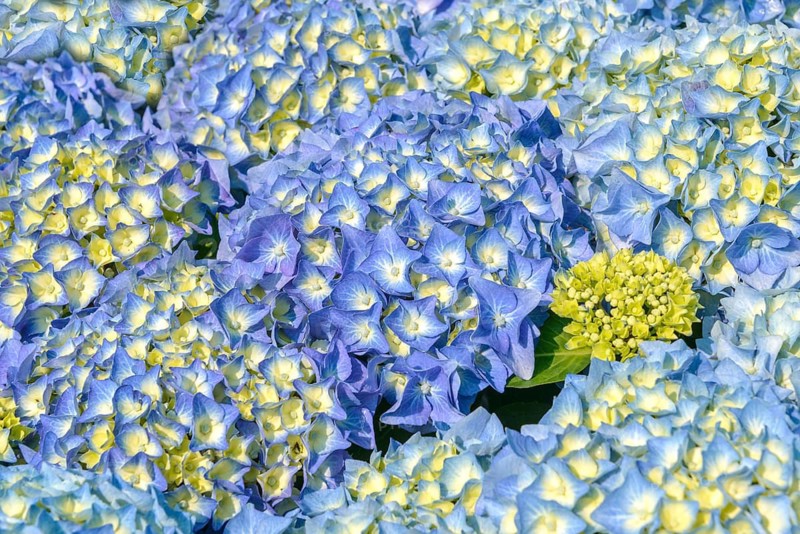 Garden hydrangea (Hydrangea macrophylla 'Bela'), BS Sämann, Germany