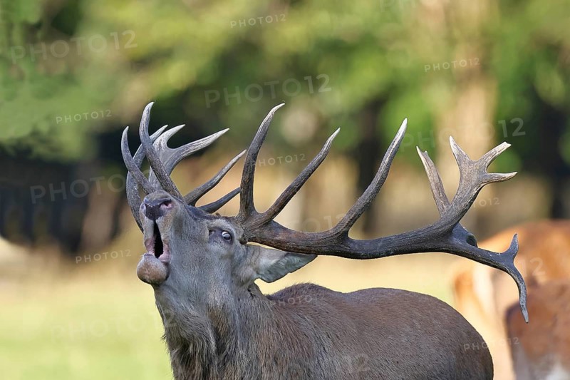 Red deer (Cervus elaphus) during the rutting season, a capital stag roaring in a forest clearing, animal portrait, wildlife, Sauerland, North Rhine-Westphalia, Germany