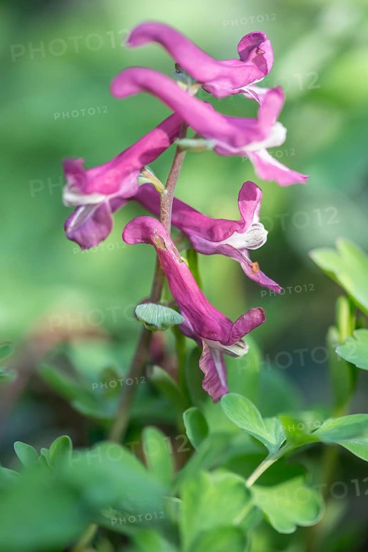 Hollow larkspur (Corydalis cava), Rhineland-Palatinate, Germany