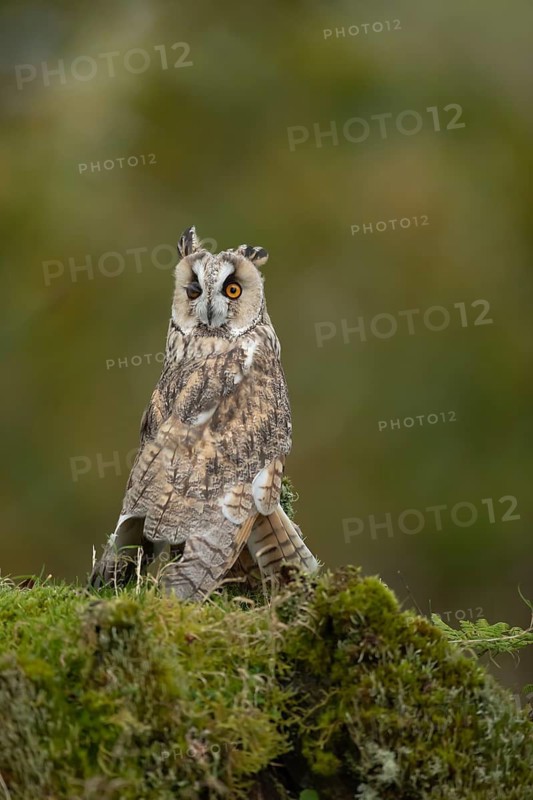 Long eared owl (Asio otus) adult bird on a tree stump in a woodland, Scotland, United Kingdom