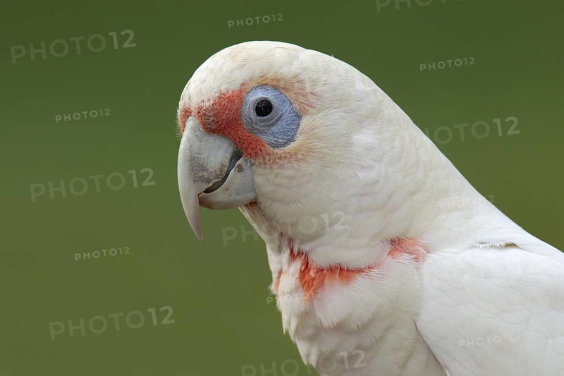 Long-billed Corella (Cacatua tenuirostris), Victoria, Australia