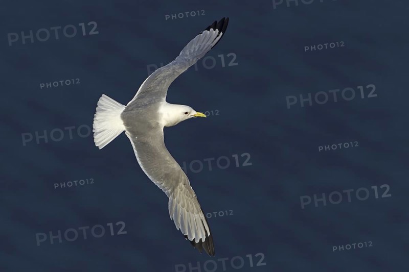 Black-legged Kittiwake (Rissa tridactyla) flying, Schleswig-Holstein, Germany