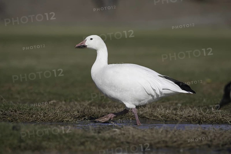 Snow Goose (Anser caerulescens), California, USA
