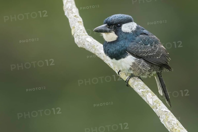 Black-breasted Puffbird (Notharchus pectoralis) perched on a branch in Panama