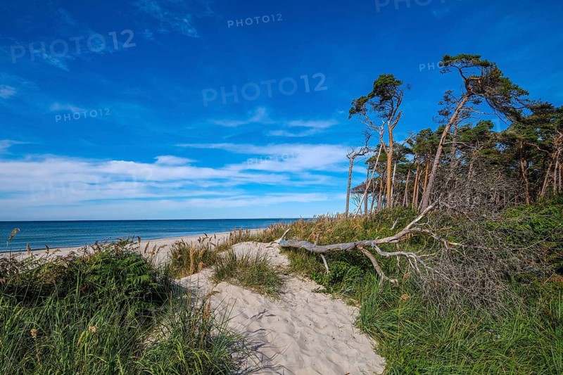Born am Darß, Fischland-Darß-Zingst, Mecklenburg-Vorpommern, Germany, Pine forest in the dunes on the Darßer Weststrand north of Ahrenshoop. On the west coast of the Fischland-Darß-Zingst peninsula, there is a 14-kilometre stretch of sand on the western beach in the Vorpommersche Boddenlandschaft National Park. Here, romantic closeness to nature is combined with the unspoilt nature of the coastal landscape