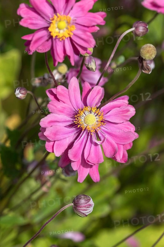Autumn anemone (Anemone × hybrida 'Bressingham Glow'), Harzkristall glass manufactory, Germany