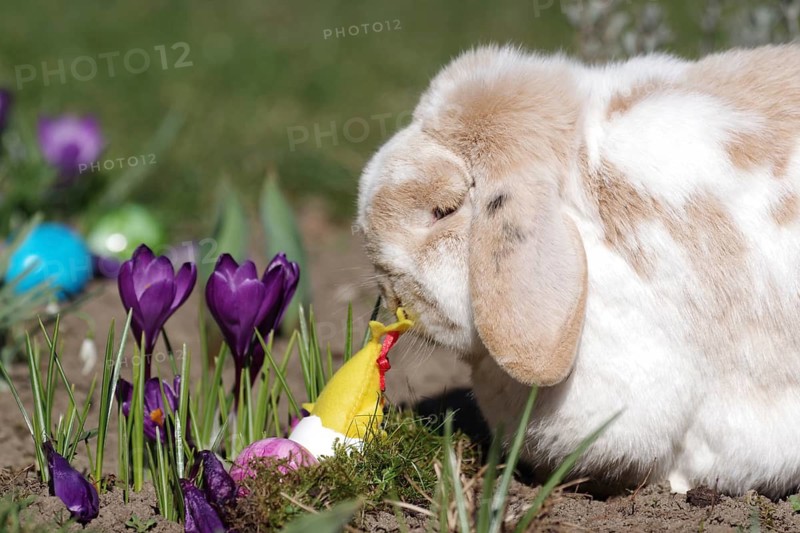 Rabbit (Oryctolagus cuniculus domestica), Easter, ram rabbit, crocuses, Easter nest, The ram rabbit with floppy ears sits in the garden with the crocuses and Easter eggs