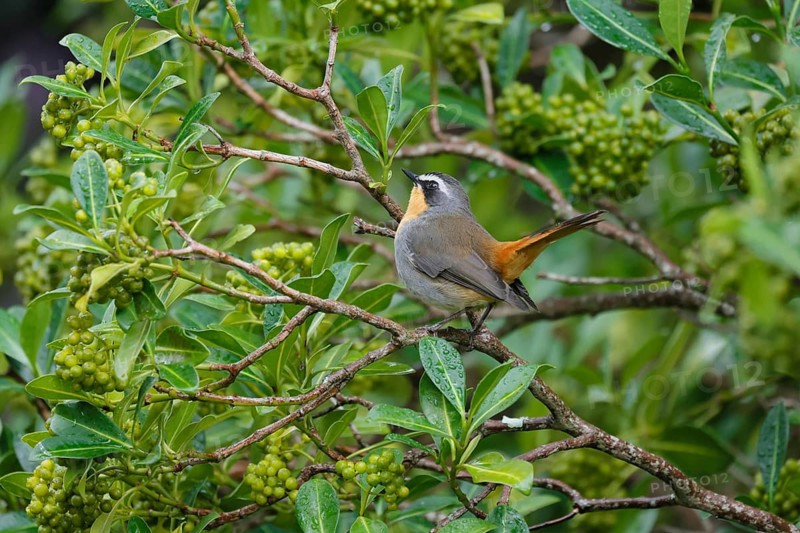 Cape Robin (Cossypha caffra), adult, on bush, vigilant, foraging, Kirstenbosch Botanic Gardens, Cape Town, South Africa