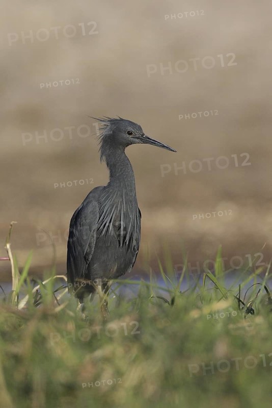 Slaty Egret (Egretta vinaceigula), Chobe, Botswana
