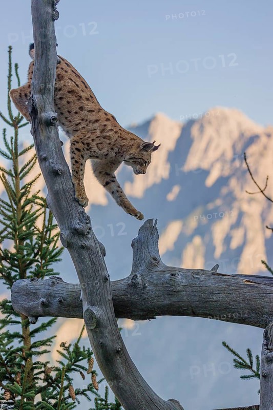 A young Eurasian lynx, (Lynx lynx) climbs in a dead tree, up to the very top. Mountains in evening light are in the distant background
