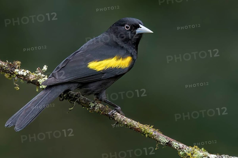Yellow-winged Cacique (Cassiculus melanicterus) perched on a branch in the Atlantic Rainforest of Brazil