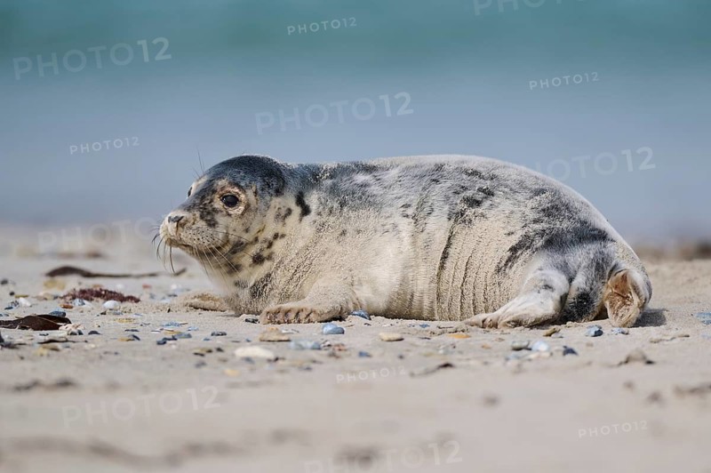 Grey seal (Halichoerus grypus) youngster lying on the beach, Düne, Helgoland, Schleswig-Holstein, Germany