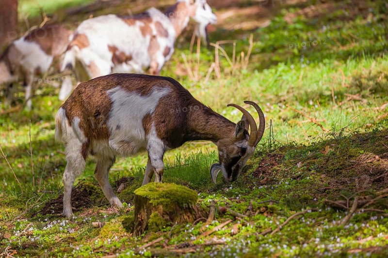 A herd of Tauernschecke goats, Capra aegagrus hircus, grazing in a forest