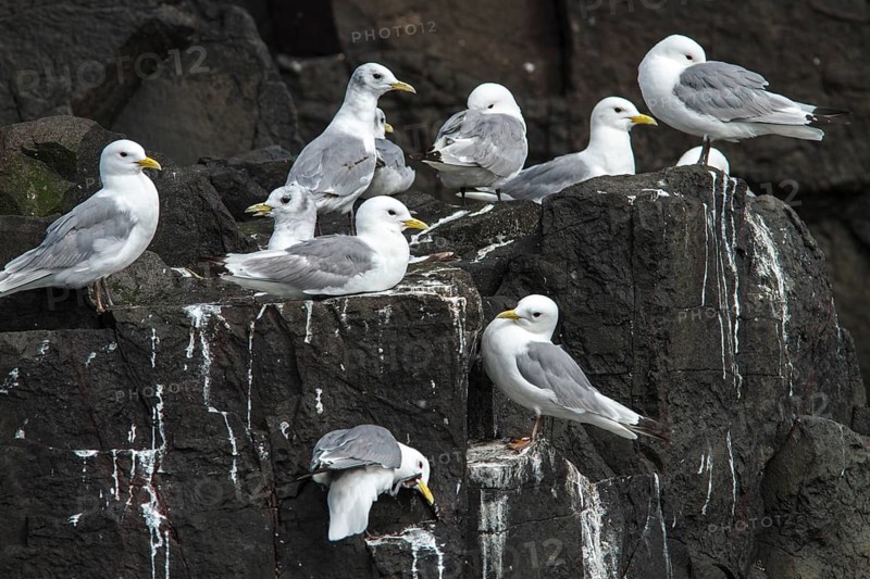 Black-Legged Kittiwake (Rissa tridactyla), on a cliff, Farne Islands, United Kingdom