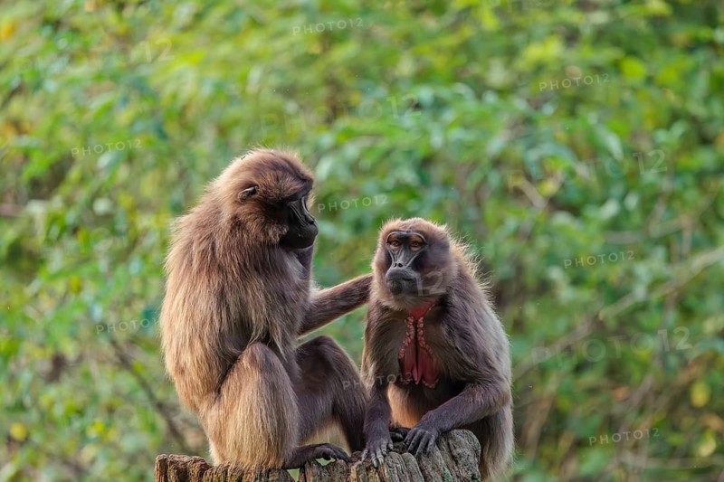 Two female Gelada (Theropithecus gelada), or bleeding-heart monkey sit in beautiful light on a rotten tree stump in green vegetation and groom each other