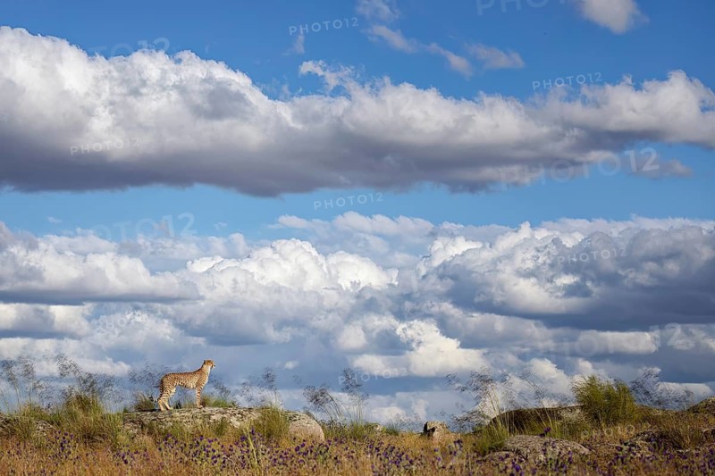 Cheetah (Acinonyx jubatus) lonely adult on rocks in grassland in scenic landscape, Castile-La Mancha, Spain