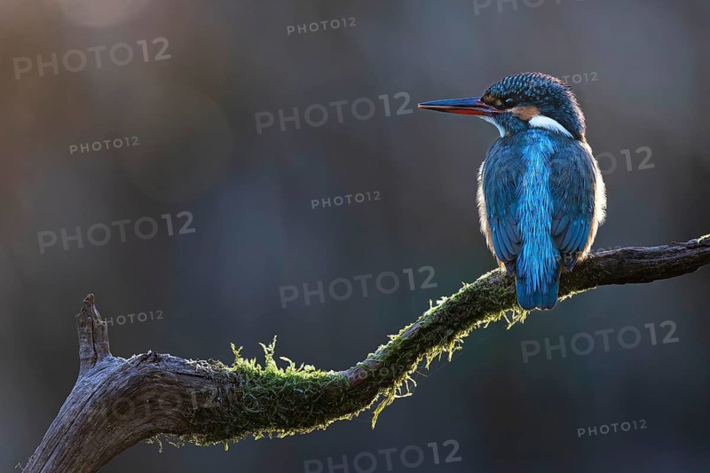 Kingfisher (Alcedo atthis) Indicator of clean watercourses, female at sunrise, perching on a branch, habitat, flying gem, Middle Elbe River Landscape, Middle Elbe Biosphere Reserve, Saxony-Anhalt, Germany