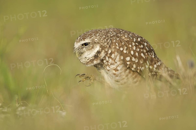 Burrowing Owl (Athene cunicularia), Florida, USA
