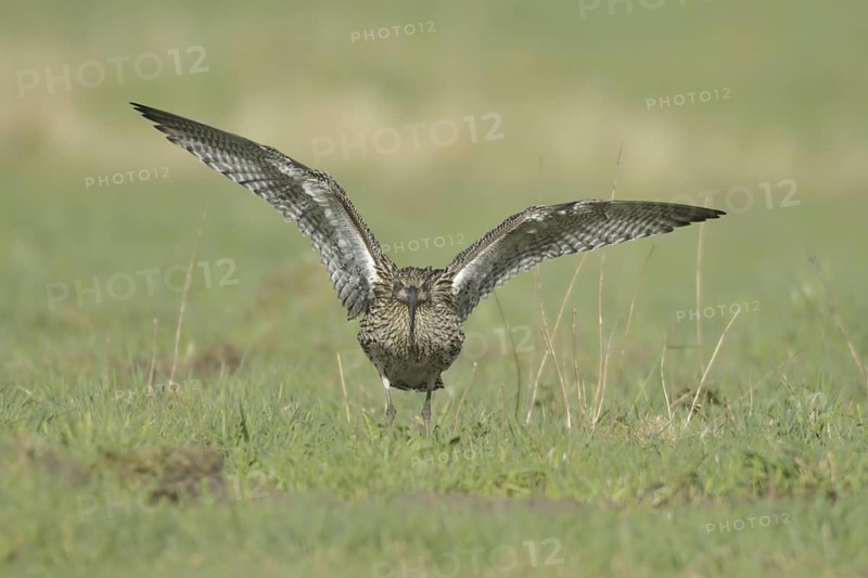 Eurasian Curlew (Numenius arquata), North Rhine-Westphalia, Germany