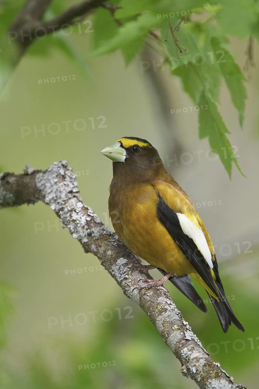 Evening Grosbeak (Hesperiphona vespertina) male, British Columbia, Canada