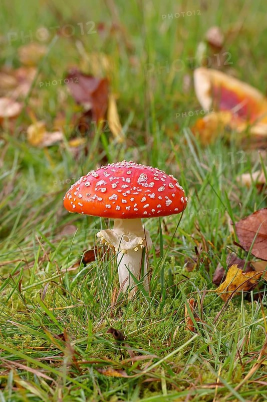 Red fly agaric (Amanita muscaria), fruiting body, in a meadow, close-up, Wilnsdorf, North Rhine-Westphalia, Germany