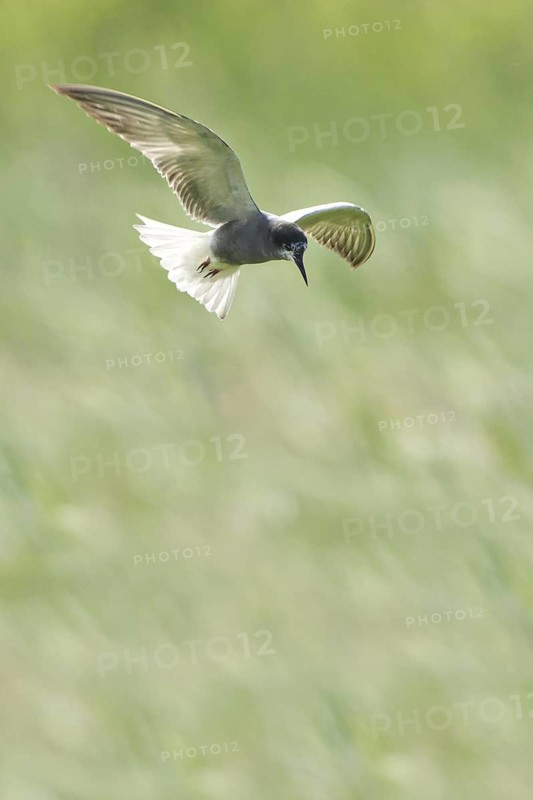 Black Tern (Chlidonias niger) flying, Netherlands
