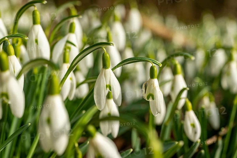 Winter close-up of fresh snowdrops blooming in nature, North Rhine-Westphalia, Germany
