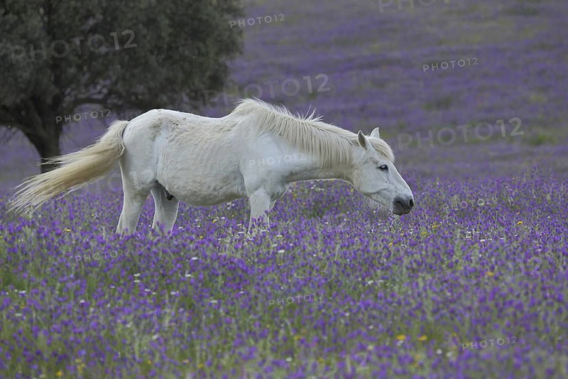 White horse in purple flower meadow, idyll, mold, animal husbandry, landscape, Campillo de Deleitosa, Extremadura, Spain