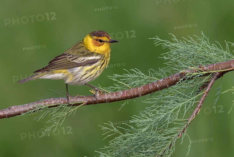 Cape May Warbler (Setophaga tigrina) male perched on a branch, Texas, USA