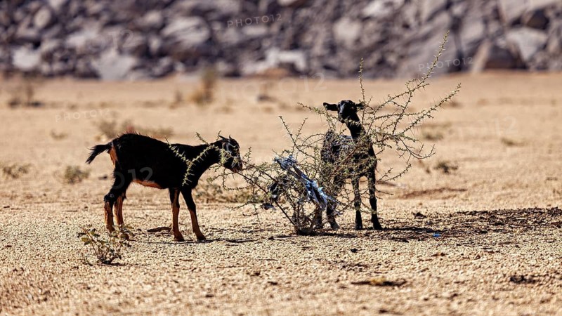 Two goats stand in a barren desert landscape and feed on a small bush, goats feed on a dry bush in the Sahara in Algeria