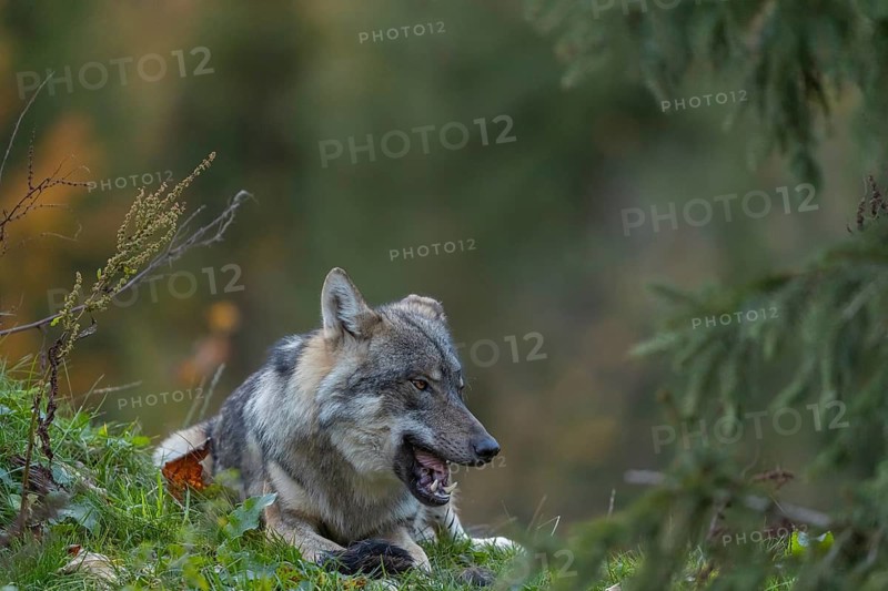 One eurasian gray wolf (Canis lupus lupus) lying on a hill, chewing on a piece of fur. A green forest in the background