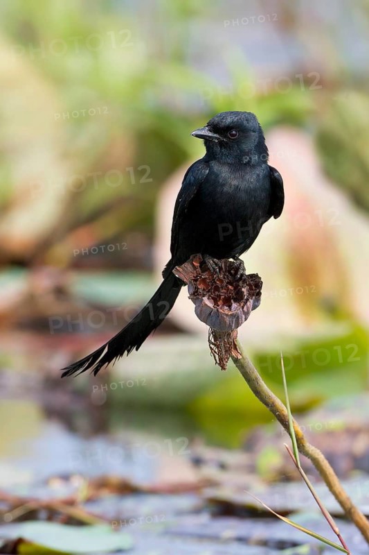 Black Drongo (Dicrurus macrocercus), Bueng Boraphet, Thailand