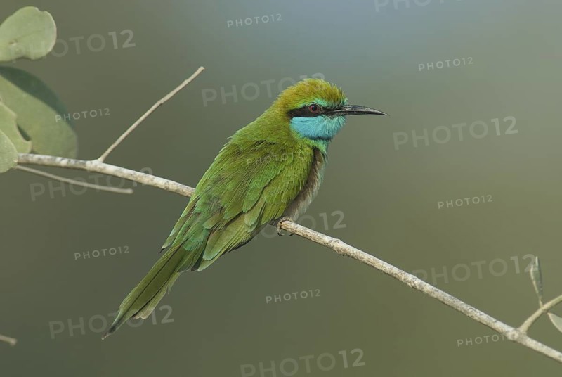 Green Bee-eater (Merops orientalis), Oman