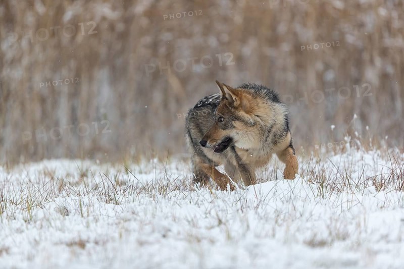 One young male eurasian gray wolf (Canis lupus lupus) running towards the camera over a snow covered meadow during snowfall. White meadow and reed in the background
