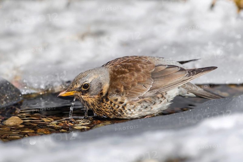 Fieldfare (Turdus pilaris) drinking at an icy creek, Mecklenburg-Western Pomerania, Germany