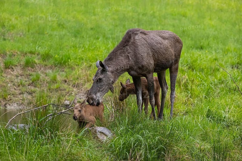 Two baby moose or elk (19 days old, born May 8, 2020) and their mother, Alces alces, standing on a meadow with fresh green grass. Taken care of by their mother