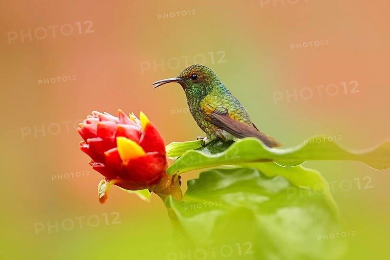 Costa Rica, Coppery-headed Emerald, Elvira cupreiceps, beautiful hummingbird from La Paz Cordillera de Talamanca, Costa Rica. Scene in tropical forest, animal in nature habitat