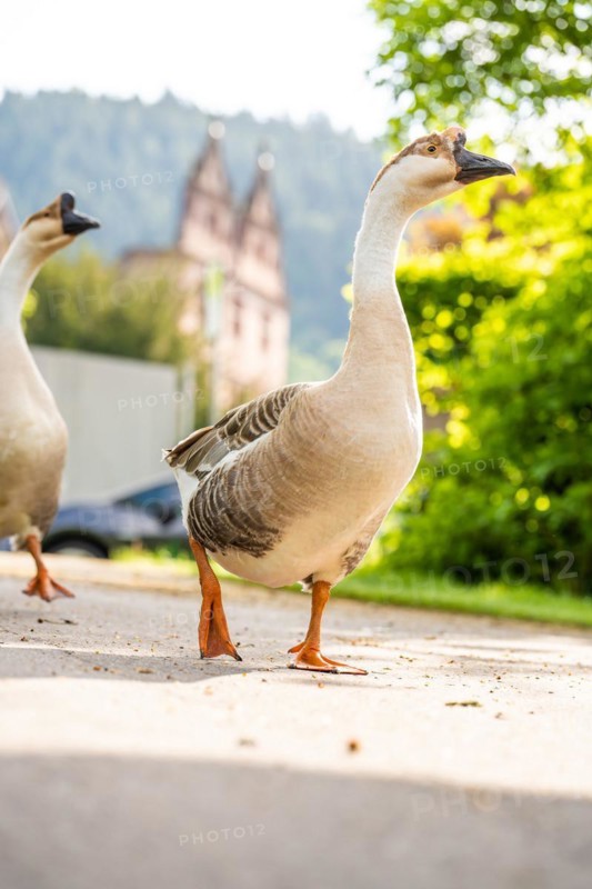 Geese from the monastery, Hirsau, Black Forest, Germany