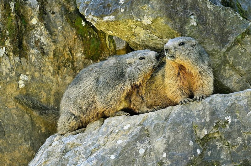 Two alpine marmots (Marmota marmota), sniffing each other, Switzerland