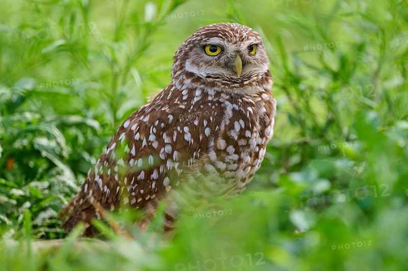 Burrowing owl (Speotyto cunicularia), sitting in a meadow, Pembroke Pines, Florida, USA