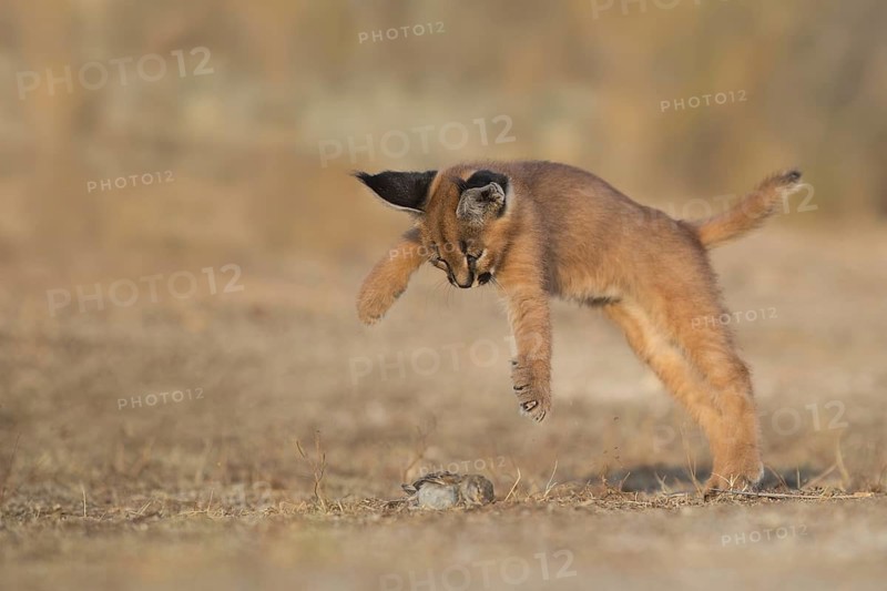 Caracal (Caracal caracal) cub jumping and playing with House Sparrow Prey, Castile-La Mancha, Spain