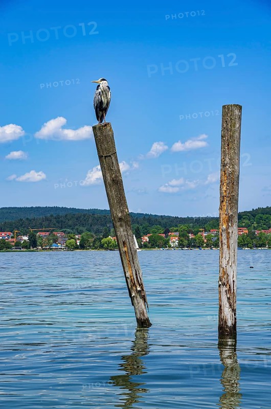 A grey heron sits on a wooden post on the edge of Lake Constance on the island of Reichenau, Baden-Württemberg, Germany