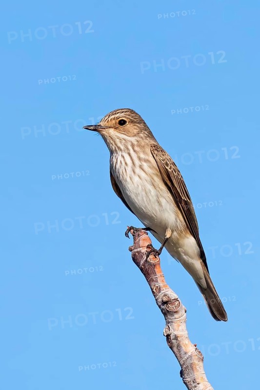 Grey flycatcher, (Muscicapa striata), on perch, family of flycatchers Lesbos Island, Lesbos, Greece