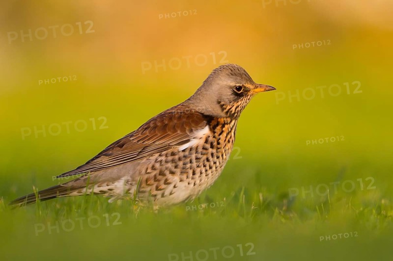 Fieldfare (Turdus pilaris), Schleswig-Holstein, Germany