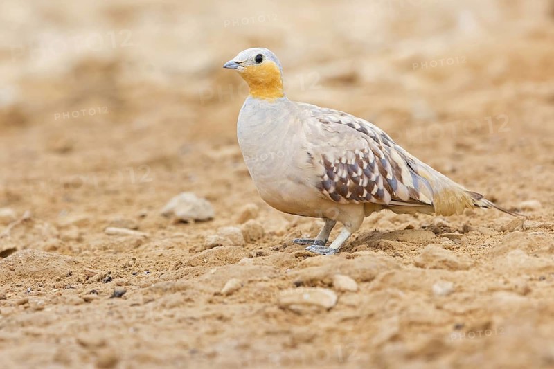 Tropical Sandgrouse, (Pterocles senegallus), animals, birds, flying fowl, Senegal flying fowl, family of flying fowl, Celias Waterhole, Ezuz, HaDarom, Israel